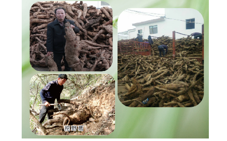 一勺野生葛根粉里的「古今對(duì)話」，從古籍記載到現(xiàn)代餐桌的清涼傳承