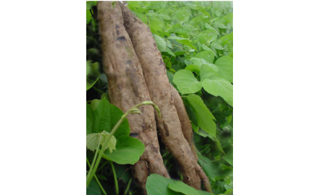 吃了這么多年的野生葛根粉，你吃對了嗎？