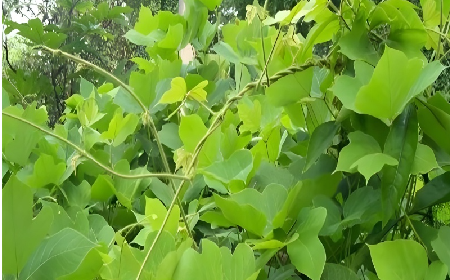 七夕寵妻狂魔就選它！二月風雙有機野生葛根粉，健康又有文化味 