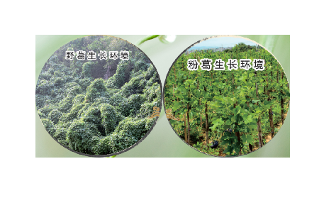 高學(xué)歷養(yǎng)生黨親測(cè)：這款雙有機(jī)野生葛根粉，憑什么成日常優(yōu)選？?