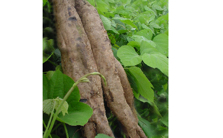 長(zhǎng)期吃葛粉是養(yǎng)生還是傷身？科學(xué)解讀它的三大益處，讓你吃得更明白！