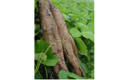 正宗的野生葛根粉，本質(zhì)是淀粉嗎？探秘千年本草中的自然饋贈(zèng)