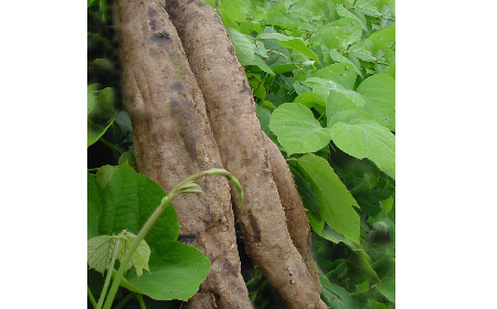葛粉是什么？解鎖這份藏著千年文化與養(yǎng)生智慧的天然食材