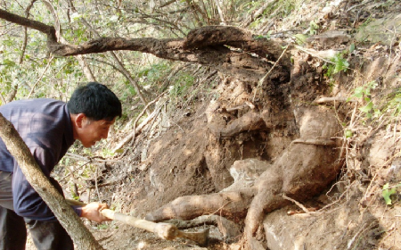 深山藏珍，二月風正在大量收購寒冬野生葛根