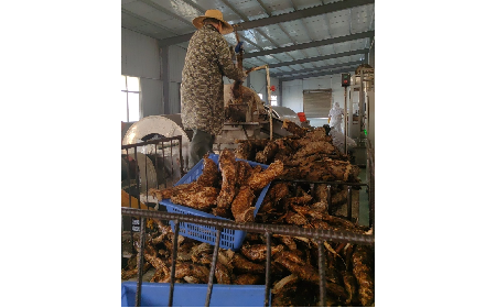 野生葛粉加工正當(dāng)時，二月風(fēng)匠心傳承好味道